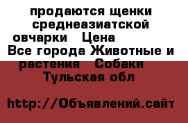 продаются щенки среднеазиатской овчарки › Цена ­ 30 000 - Все города Животные и растения » Собаки   . Тульская обл.